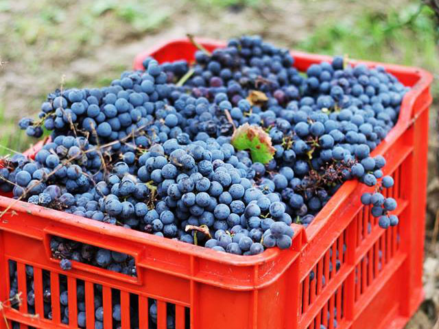 Uva appena raccolta