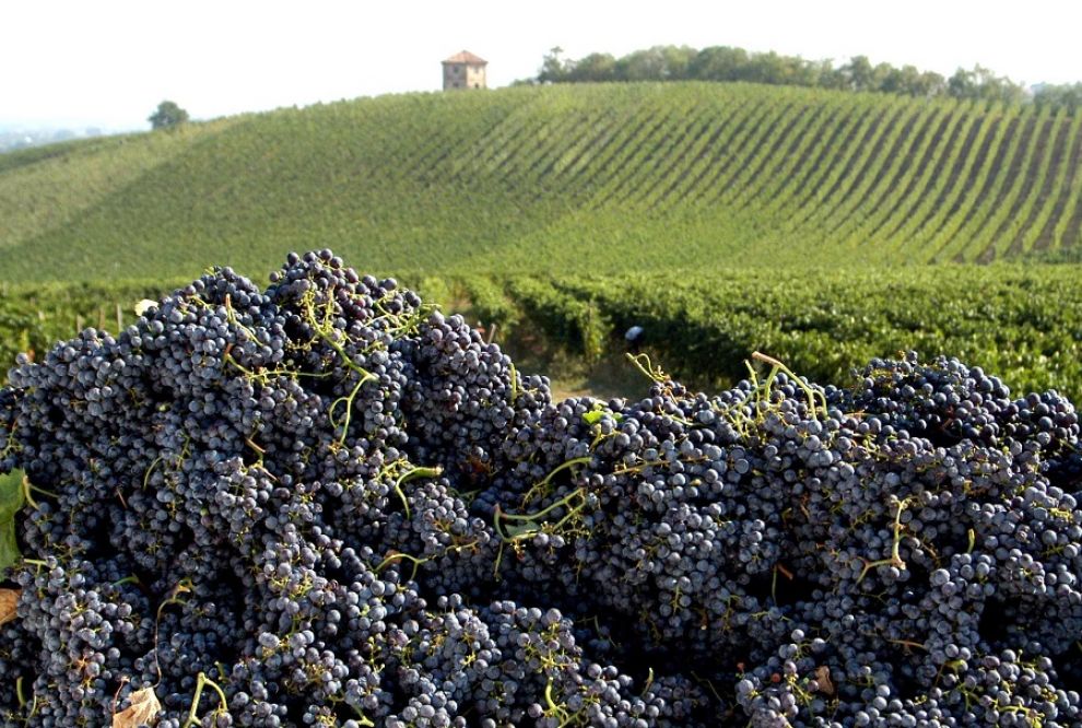 vendemmia