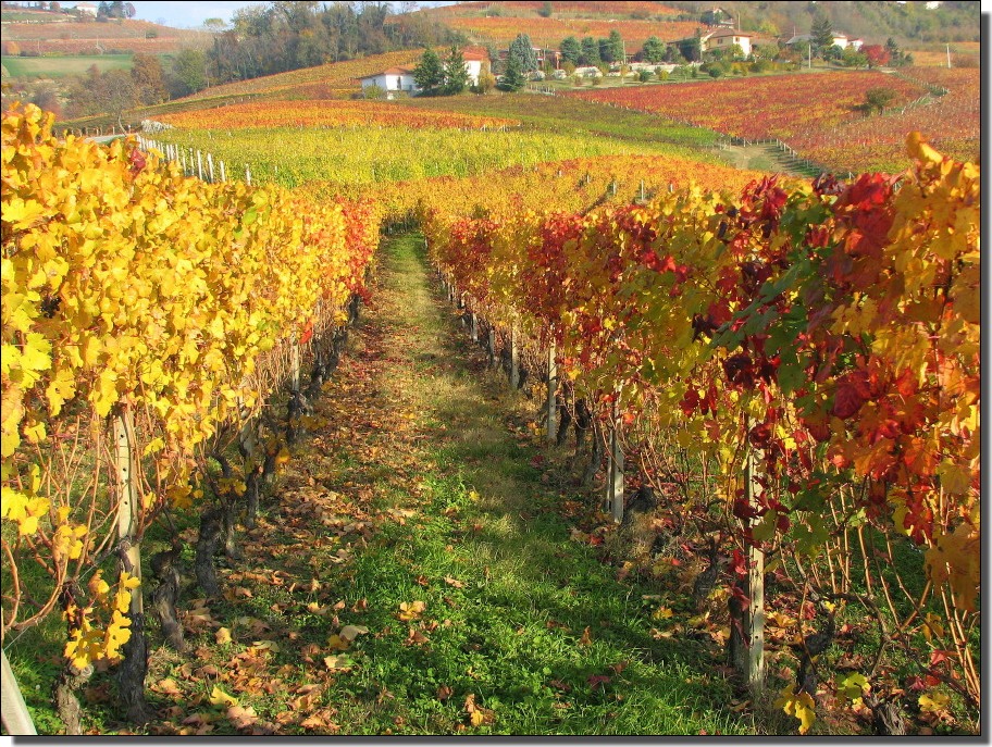 vigna