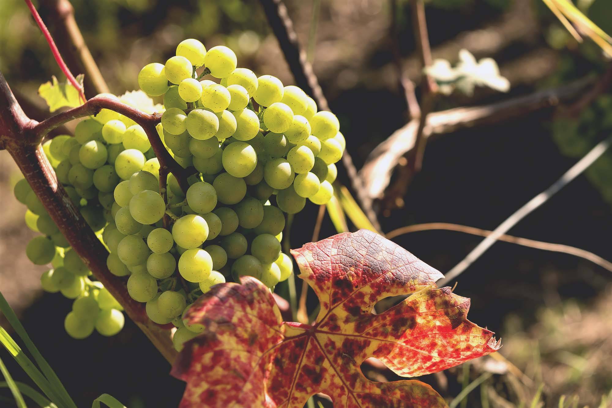 Le Vigne in Estate