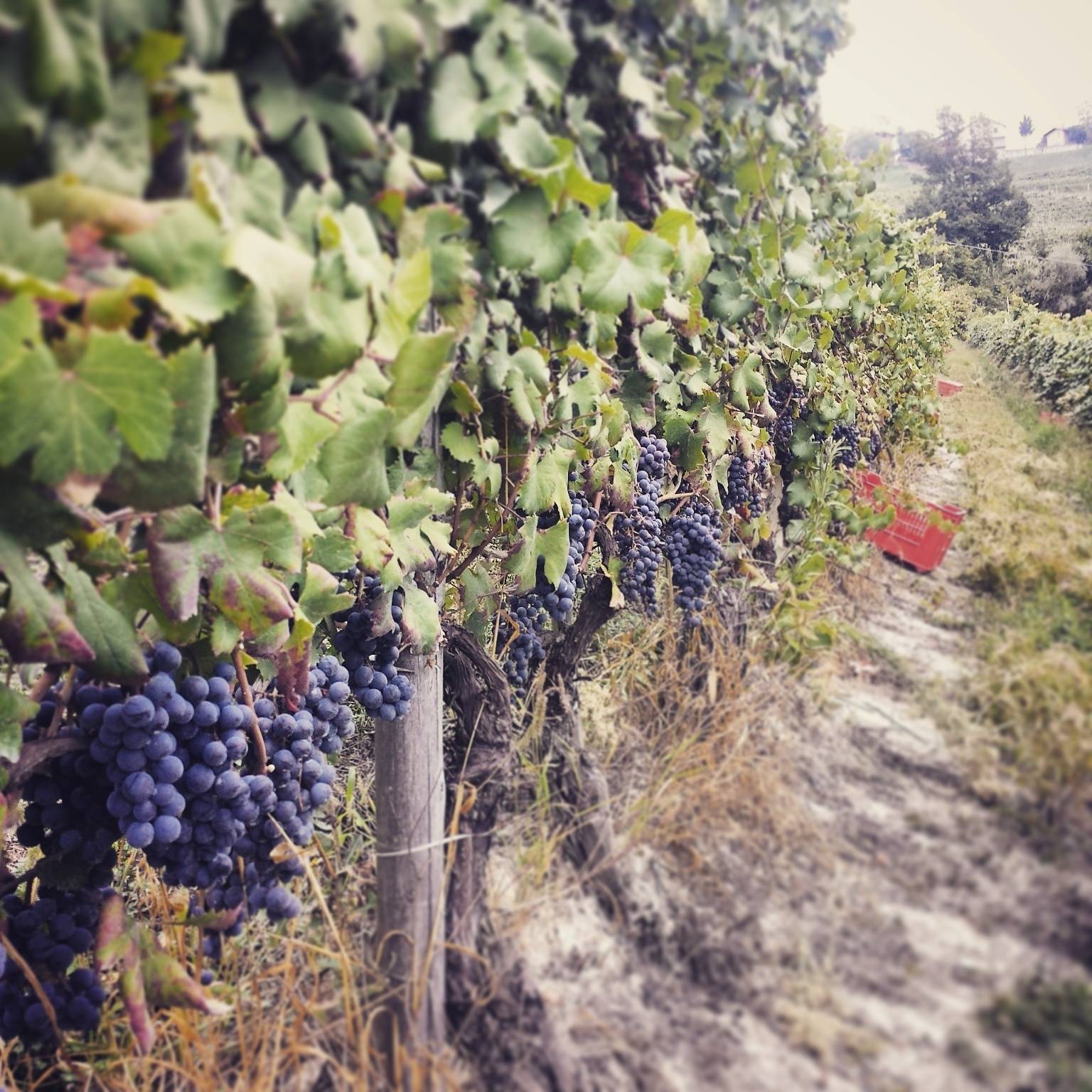 IMG_7922