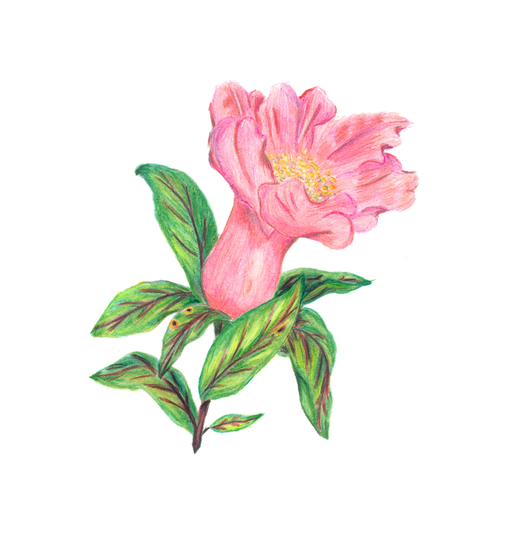 Dogliani DOCG ‘LSambu